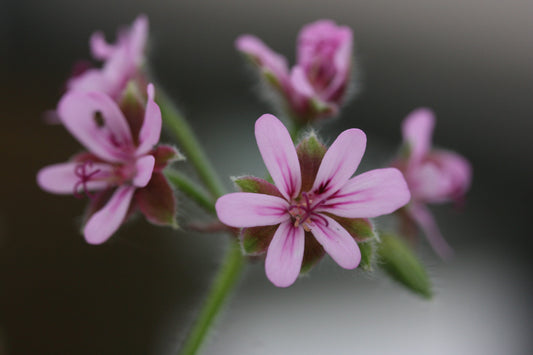 PELARGONIUM Chocolate Peppermint flower