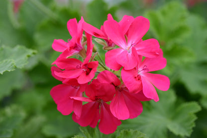 PELARGONIUM Claret Rock Unique flower