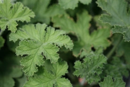 PELARGONIUM Clorinda leaf