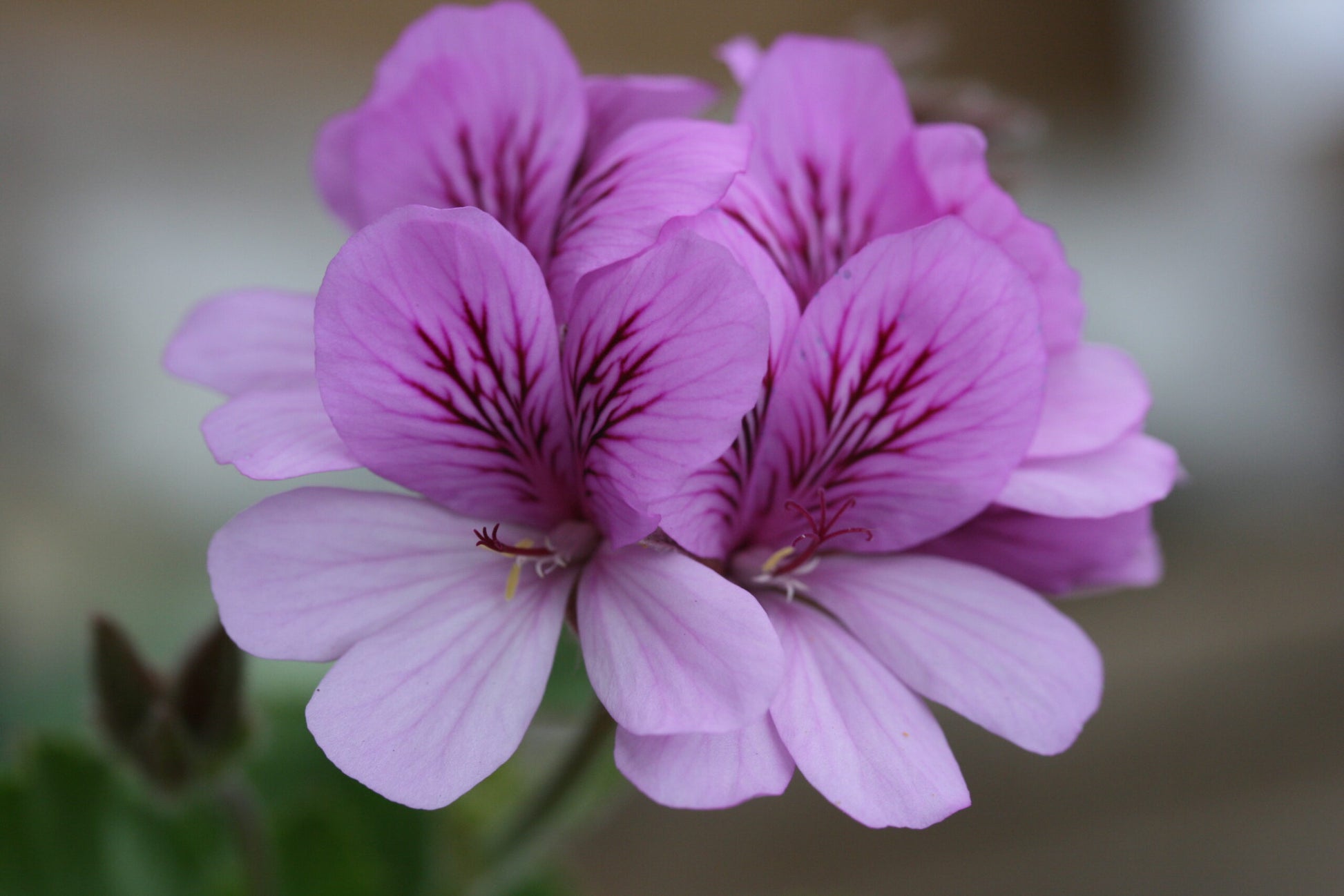 PELARGONIUM Cola Bottles flower