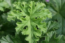 PELARGONIUM Copthorne leaf