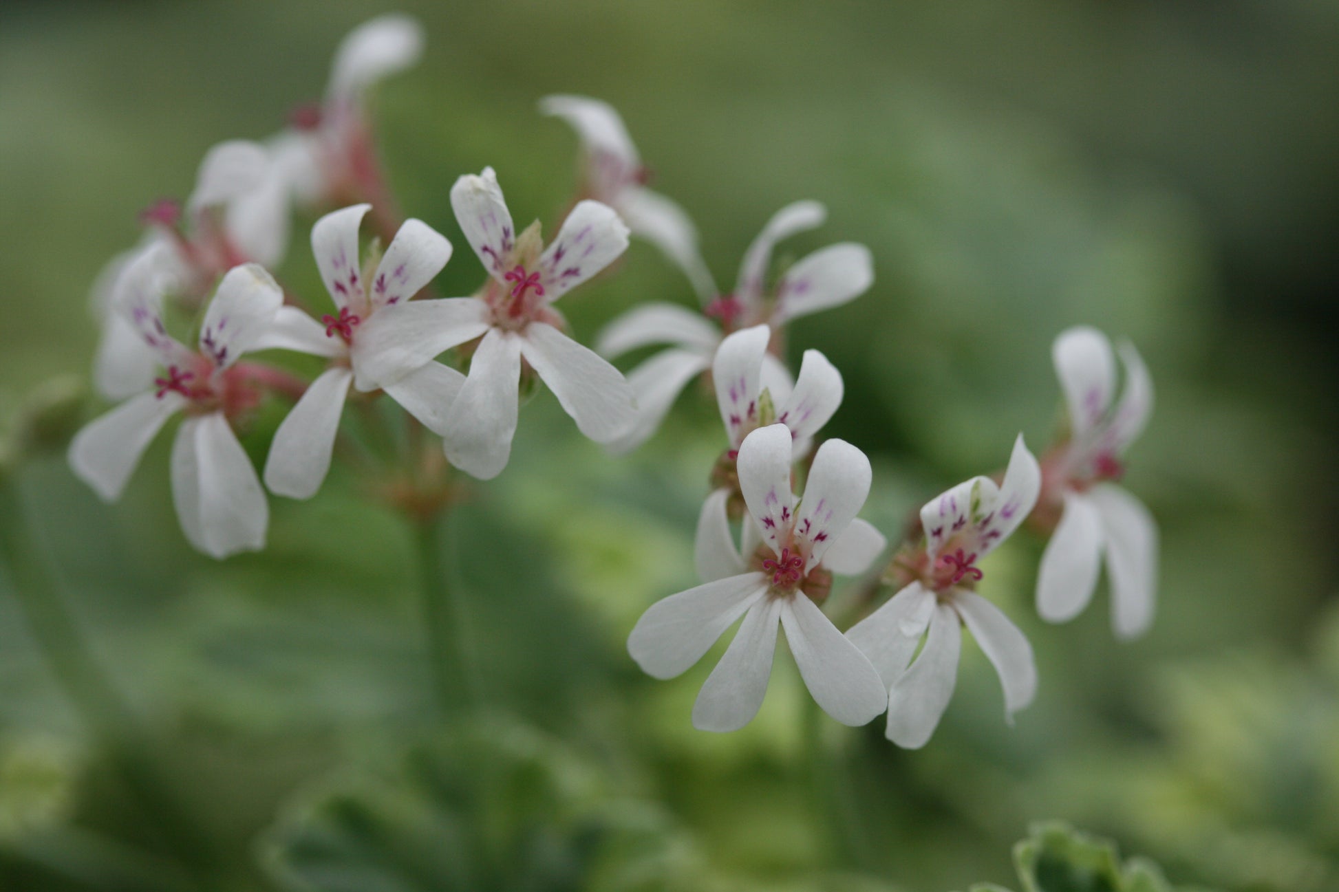 PELARGONIUM Creamy Nutmeg flowers