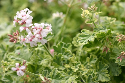 PELARGONIUM Creamy Nutmeg flowers and leaf