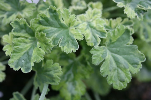 PELARGONIUM Creamy Nutmeg leaf