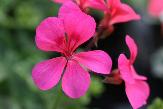 PELARGONIUM Crocodile close-up flower