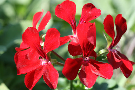 PELARGONIUM Dark Red Blizzard flower