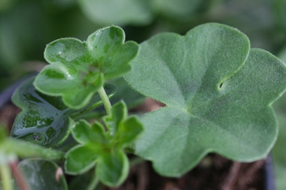 PELARGONIUM Dark Red Blizzard leaf