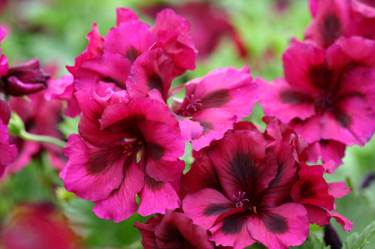 PELARGONIUM Dark Venus flower