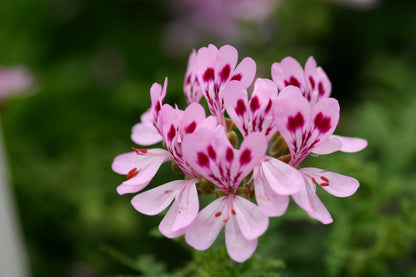 PELARGONIUM Dean's Delight flower