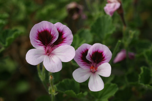 PELARGONIUM Deerwood Angel Wings flowers
