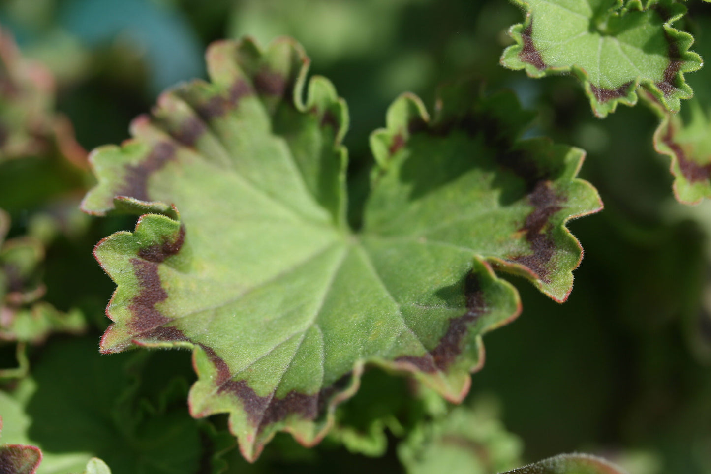 PELARGONIUM Distinction leaf