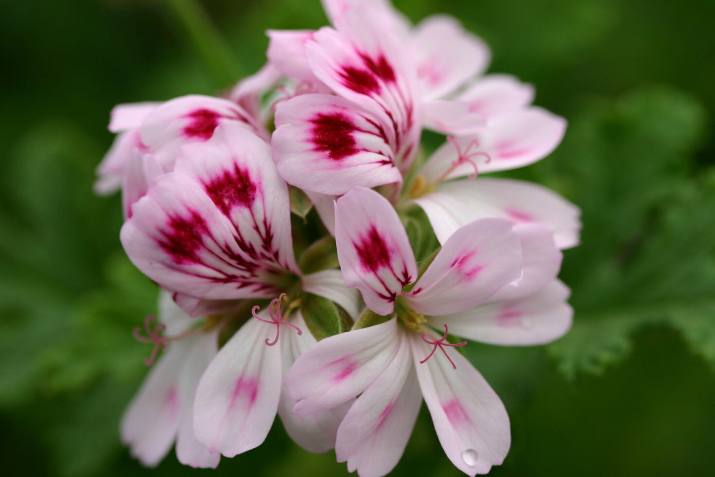 PELARGONIUM Fair Ellen flower