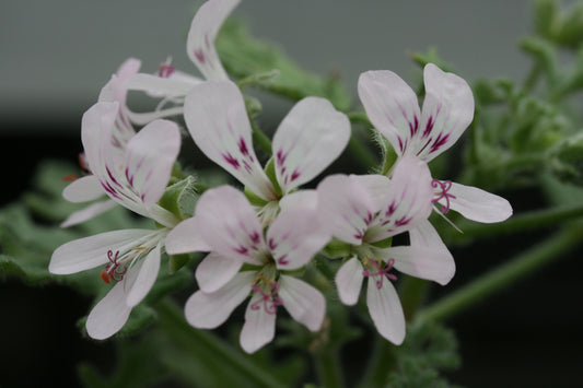 PELARGONIUM Fern Mint. Close-up of white flowers with pink centers on a blurred green background