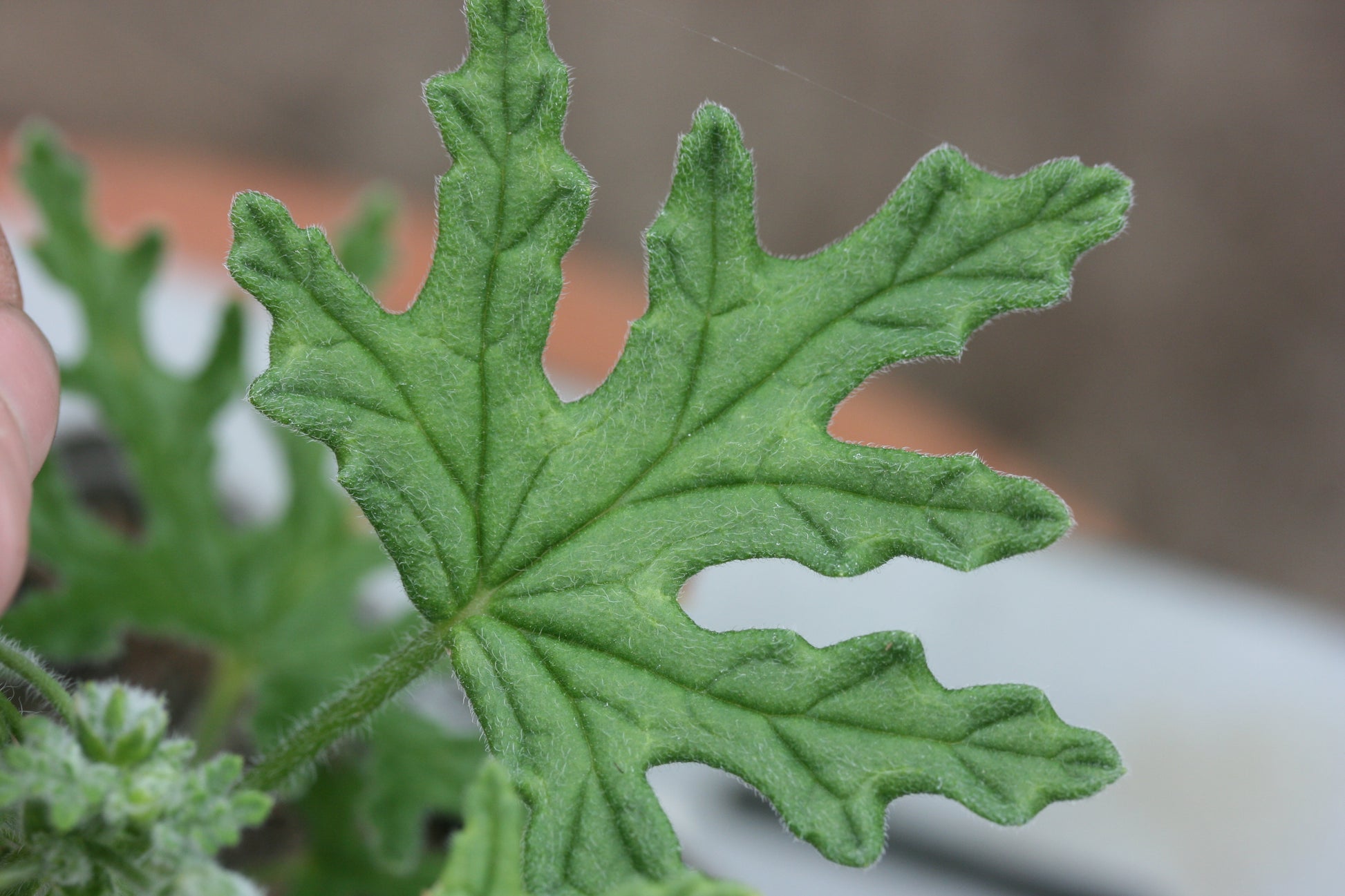 PELARGONIUM Fern Mint leaf