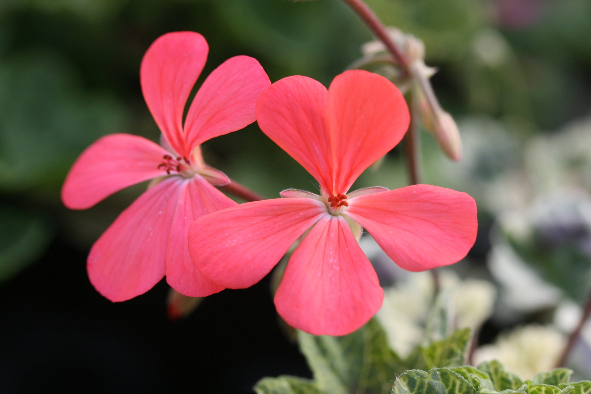 PELARGONIUM Frank Headley flower