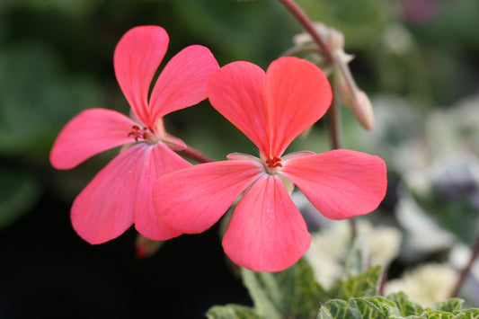 PELARGONIUM Frank Headley flower