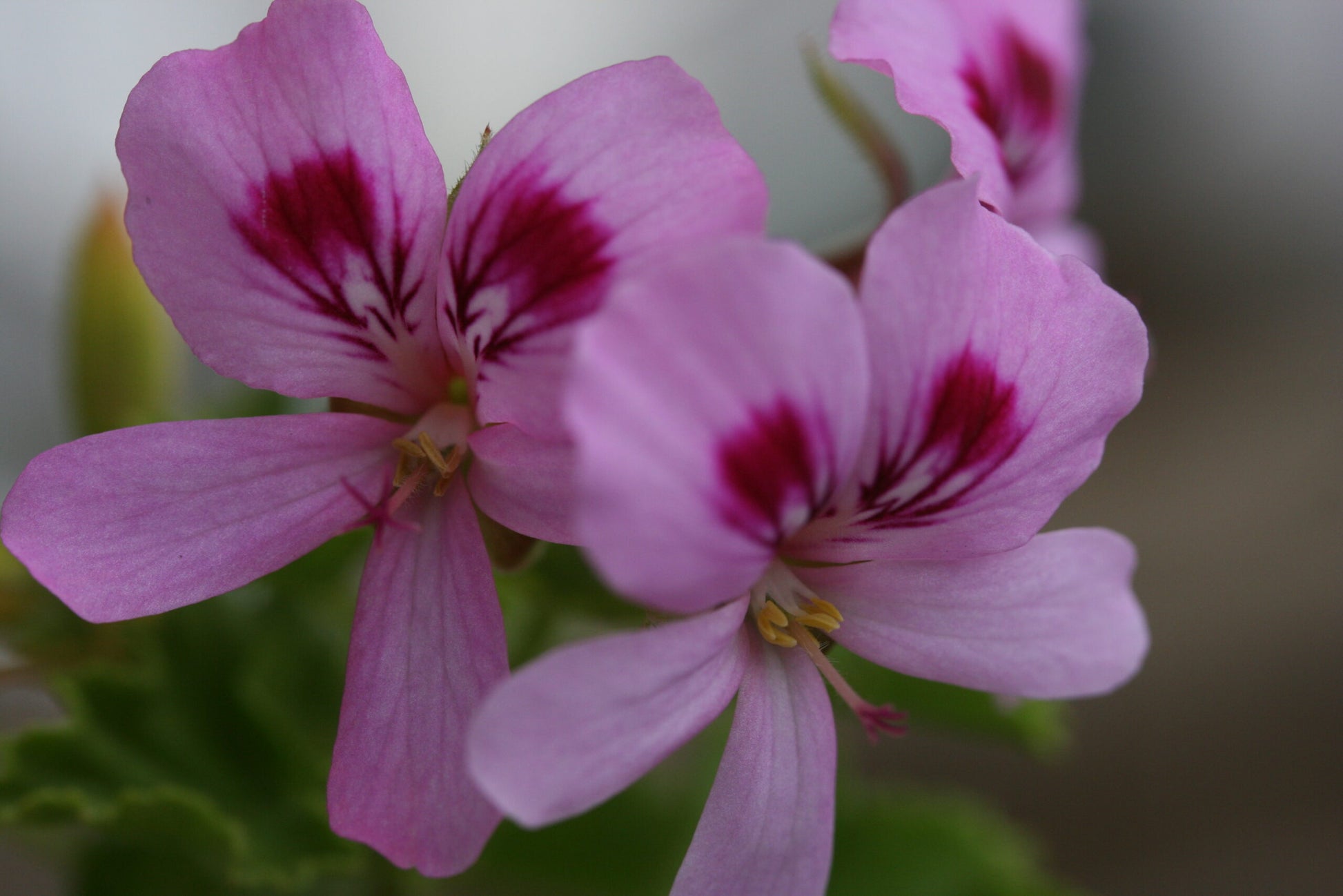 PELARGONIUM Frensham flower