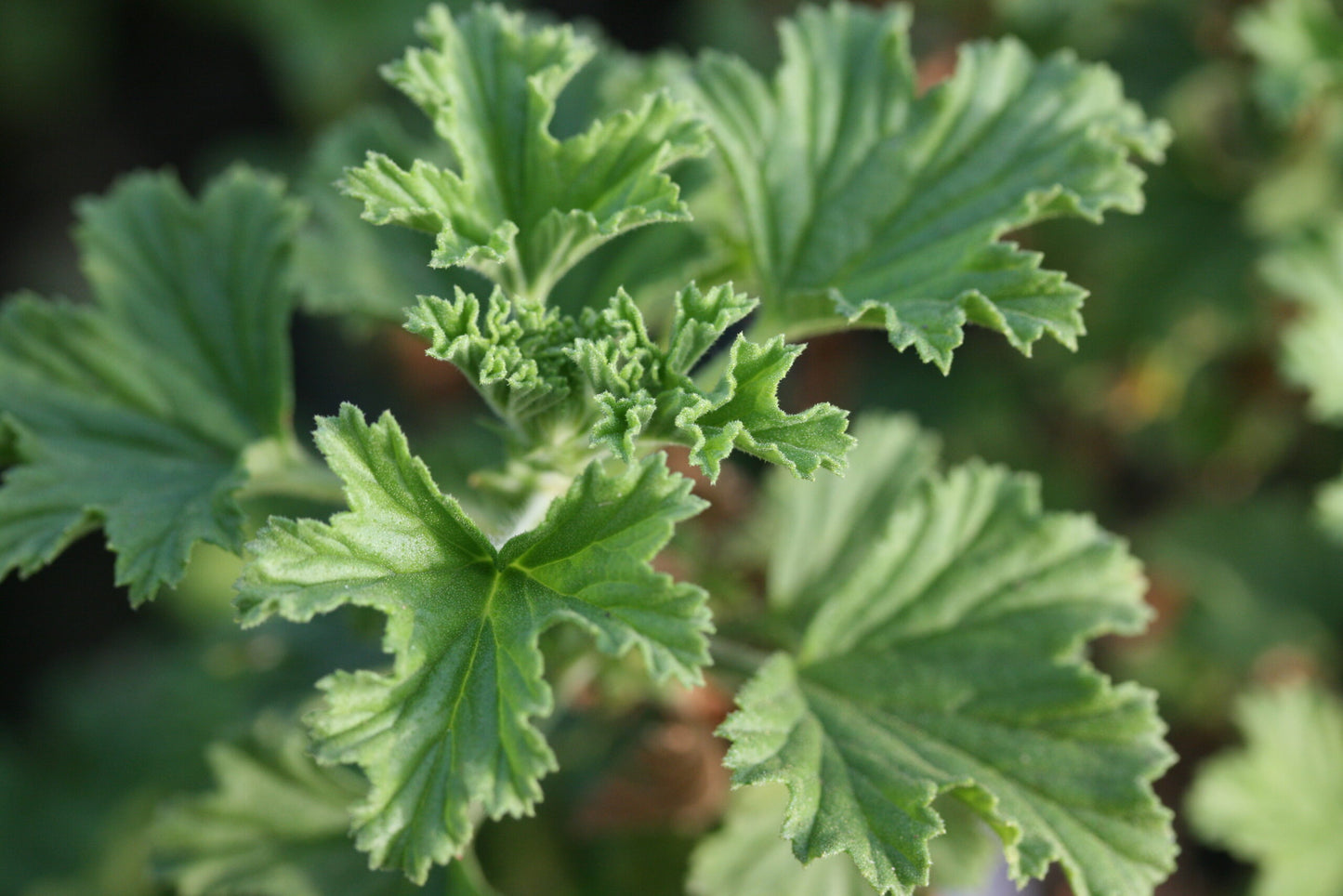 PELARGONIUM Frensham leaf