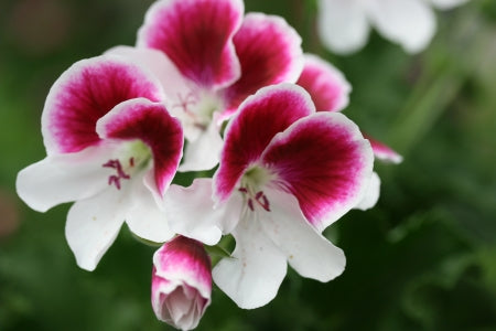 PELARGONIUM Gartendirektor Herman flower