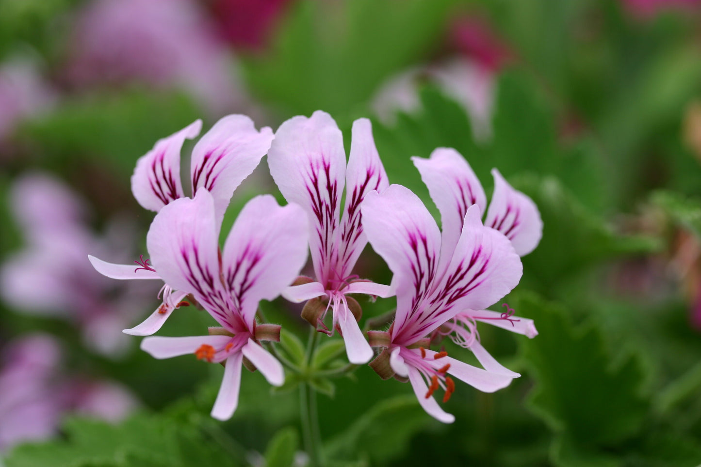 PELARGONIUM Grace Thomas flower