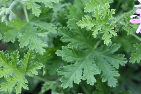 PELARGONIUM Graveolens Minor leaf