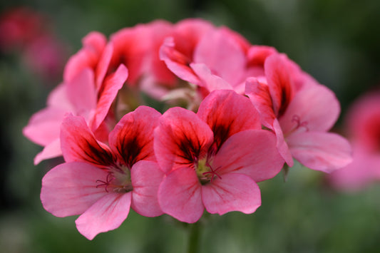 PELARGONIUM Hula flower