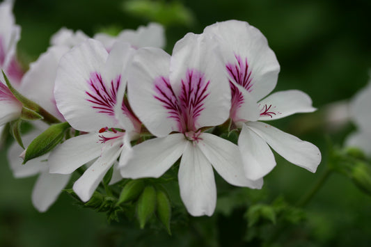 PELARGONIUM Imperial Butterfly. White flowers with pink centers on a blurred green background