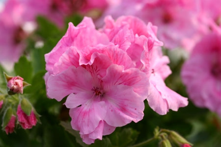 PELARGONIUM Jackie Davis flower