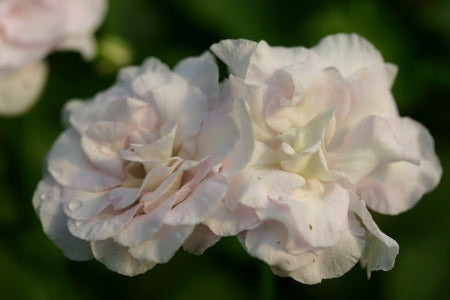PELARGONIUM Jackie Gauld flower