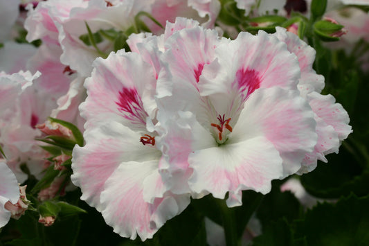 PELARGONIUM Joan Morf flower