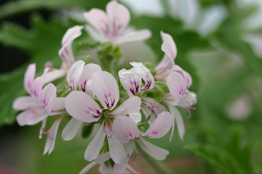PELARGONIUM Joy Lucille flower