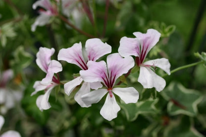 PELARGONIUM L Elegante flower