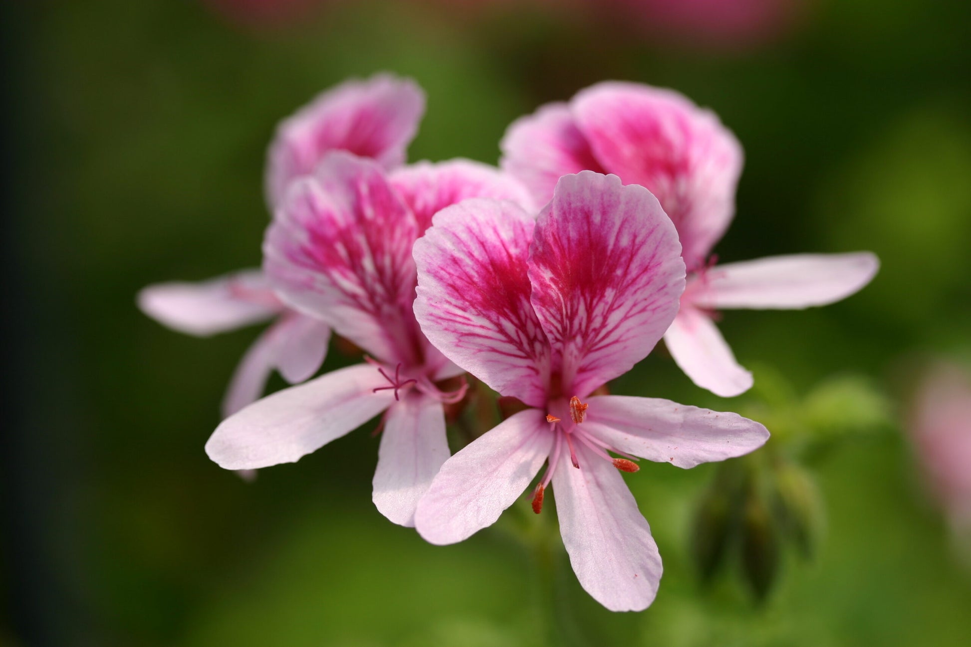 PELARGONIUM Lady Mary flower