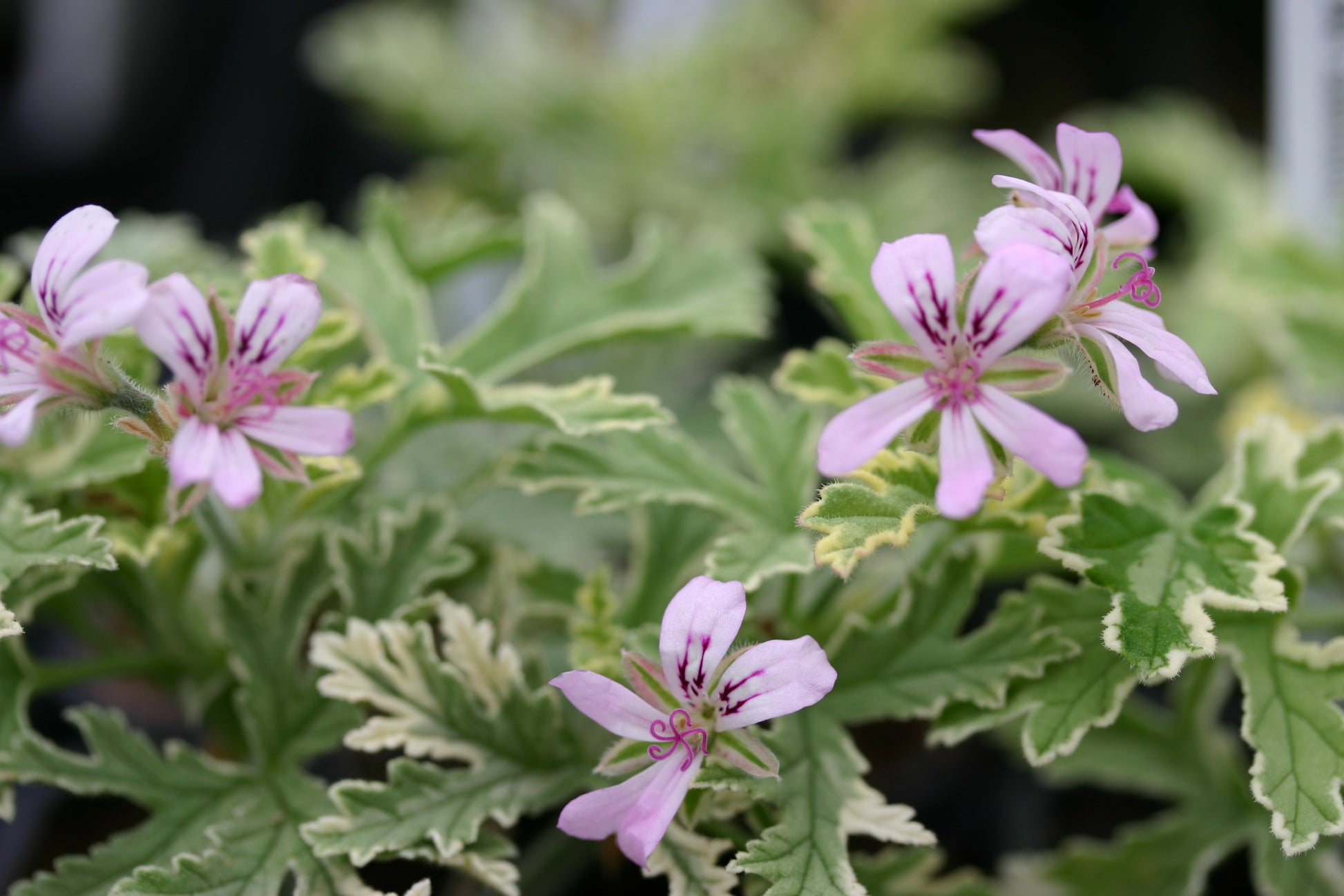 PELARGONIUM Lady Plymouth flower and leaf