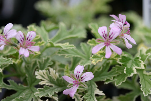 PELARGONIUM Lady Plymouth flower and leaf