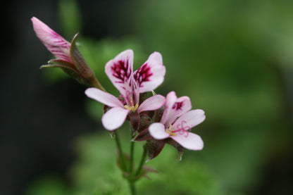 PELARGONIUM Lady Scarborough flower