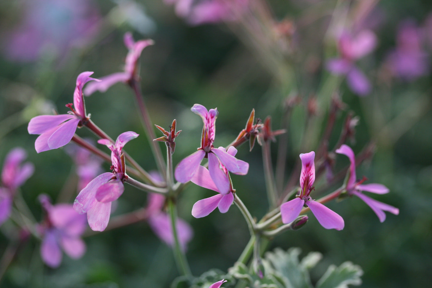 PELARGONIUM Lavender Lindy flower