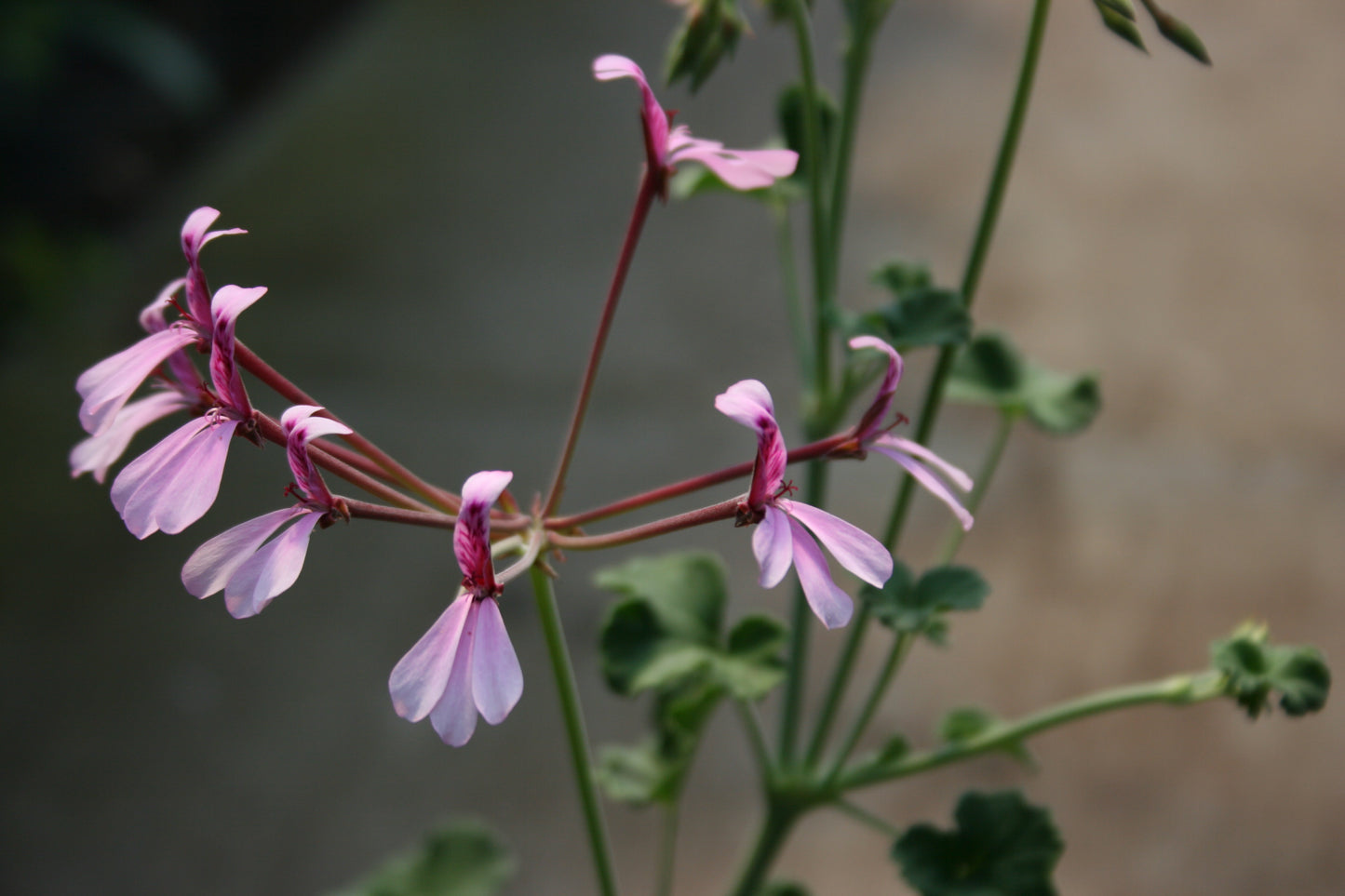 PELARGONIUM Lavender Lindy flower
