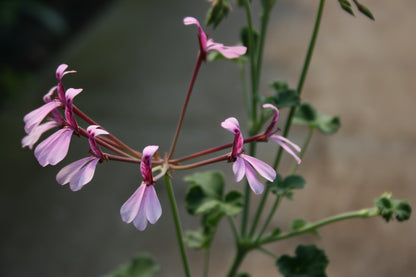 PELARGONIUM Lavender Lindy flower