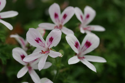 PELARGONIUM Lemon Kiss image flower