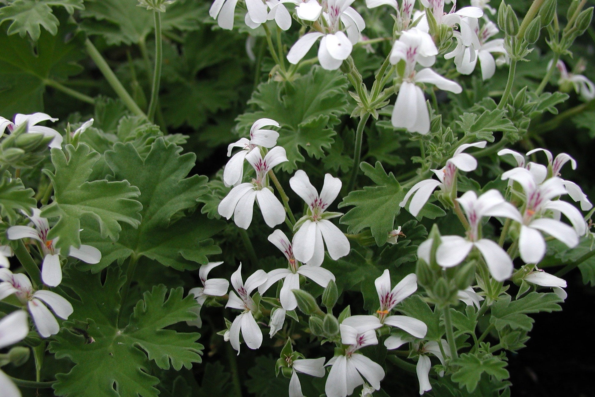PELARGONIUM Lilian Pottinger flower