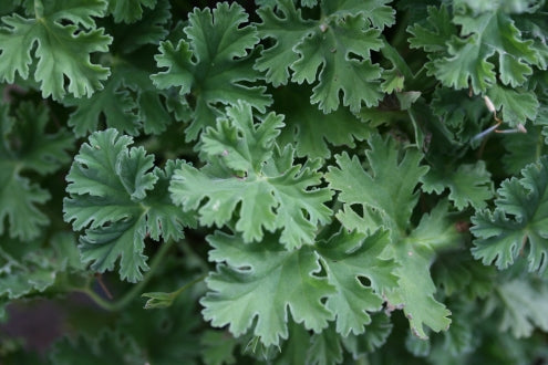 PELARGONIUM Lilian Pottinger leaf