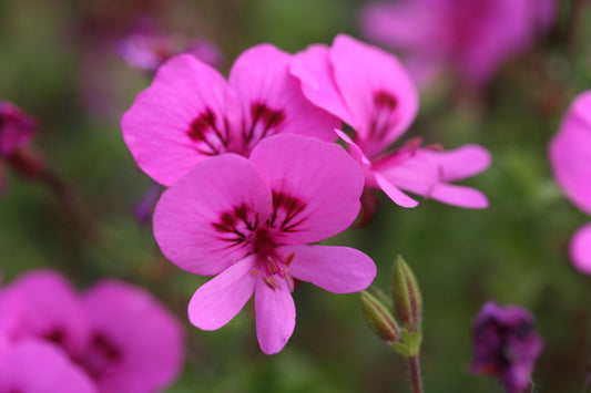 PELARGONIUM Limoneum flower