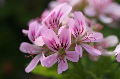 PELARGONIUM Little Gem flower
