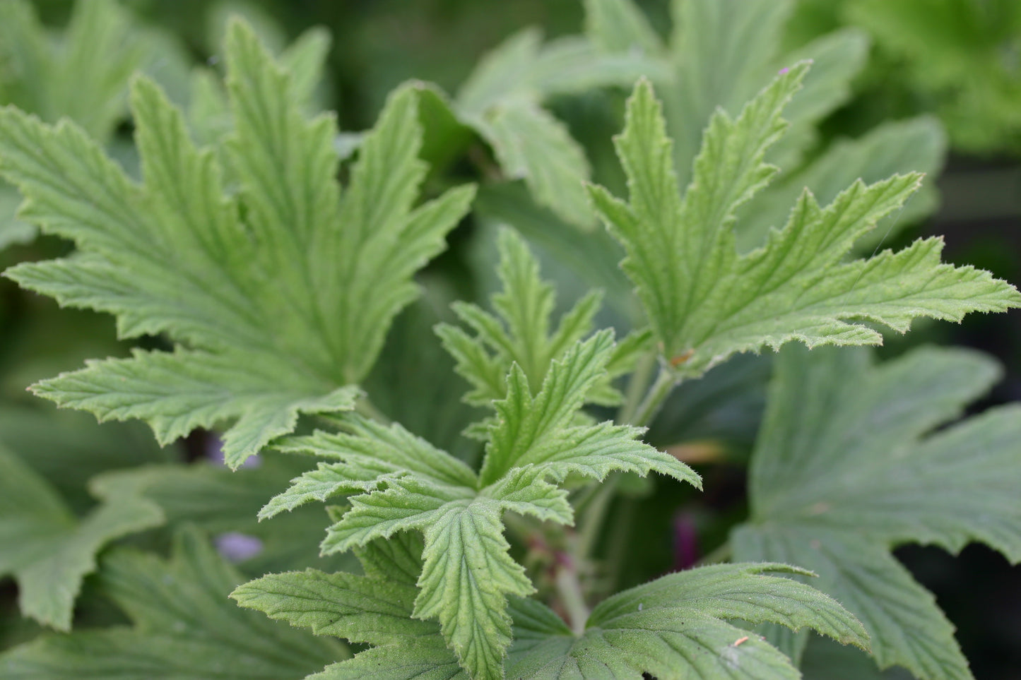 PELARGONIUM Mabel Grey leaf