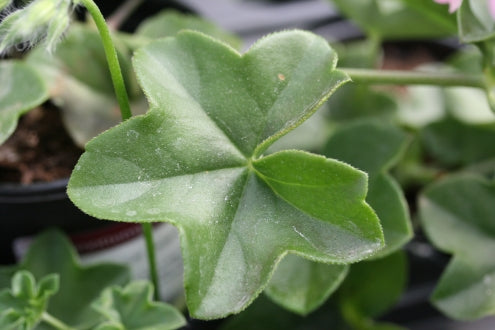 PELARGONIUM Madame Crousse leaf