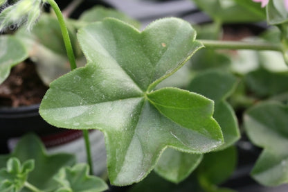 PELARGONIUM Madame Crousse leaf