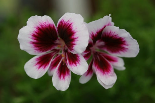 PELARGONIUM Michael flower