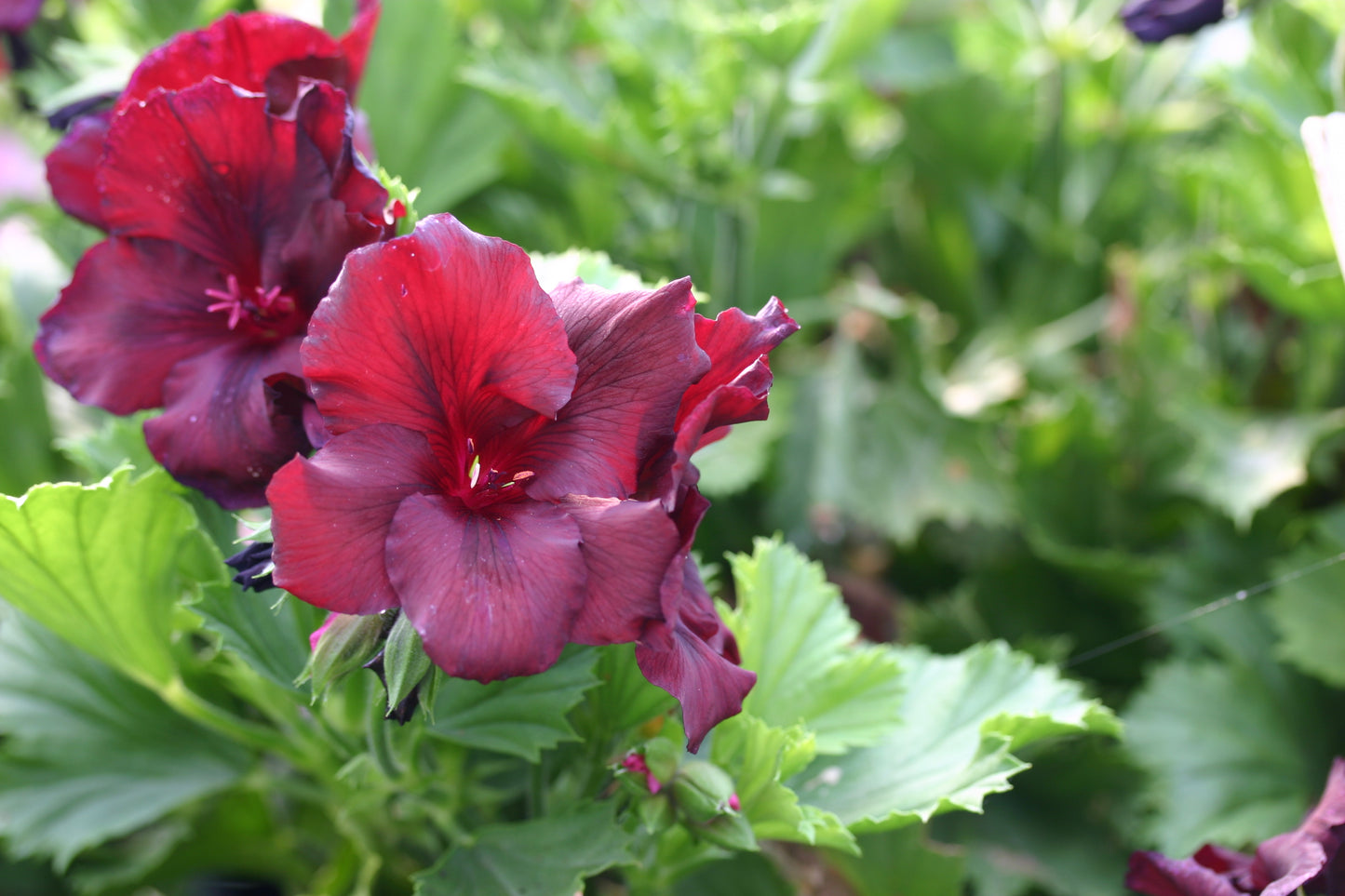PELARGONIUM Minstrel Boy flower