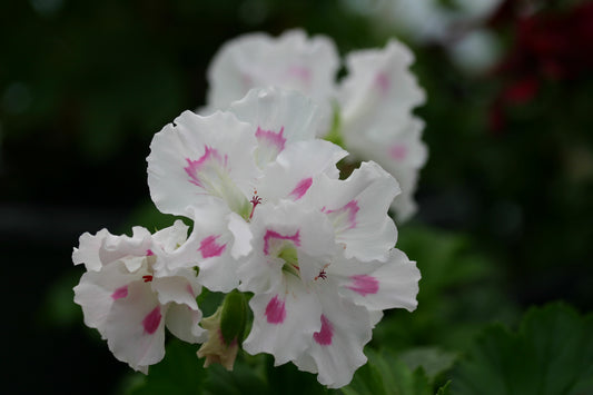 PELARGONIUM Misty Morning flower